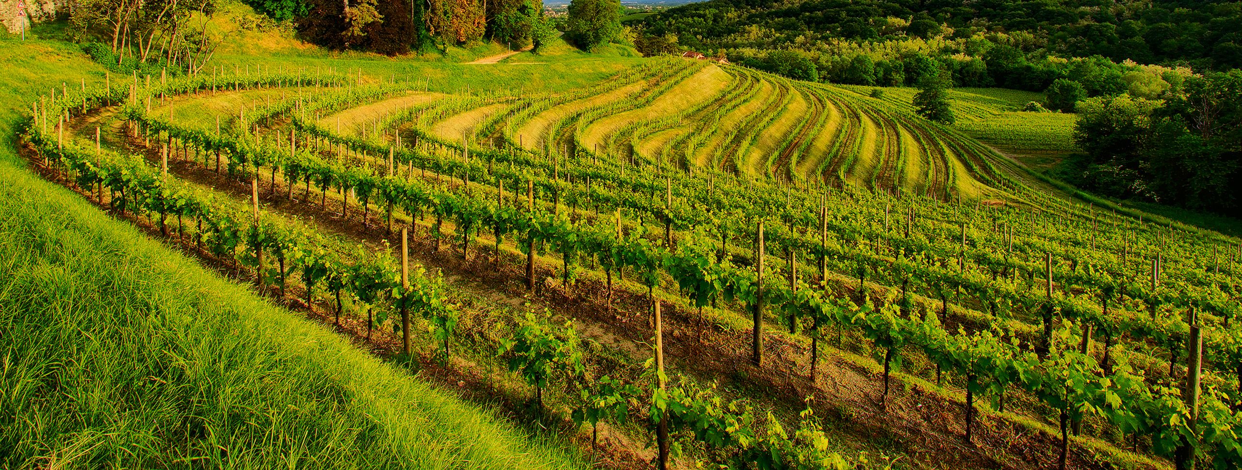 Planwagenfahretn durch den Rheingau wird betrieben von Marquardt Solutions.